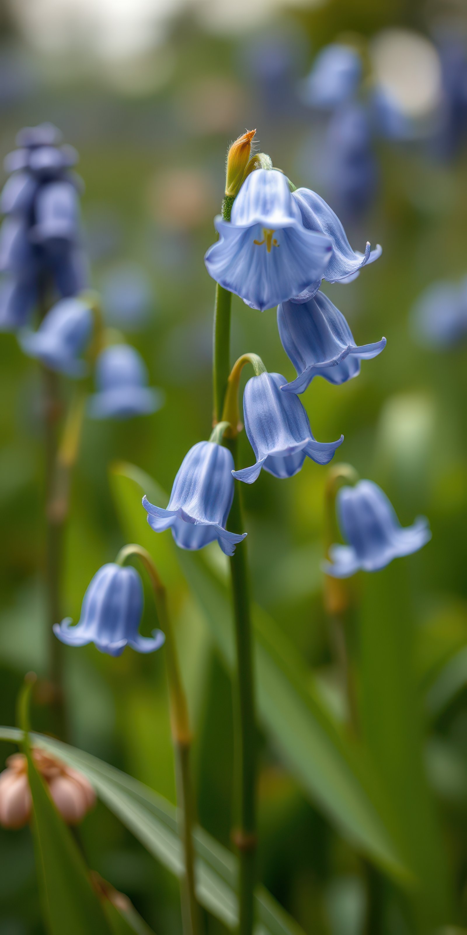 Bluebell flowers bloom in a verdant field during spring showcasing nature's beauty and tranquility